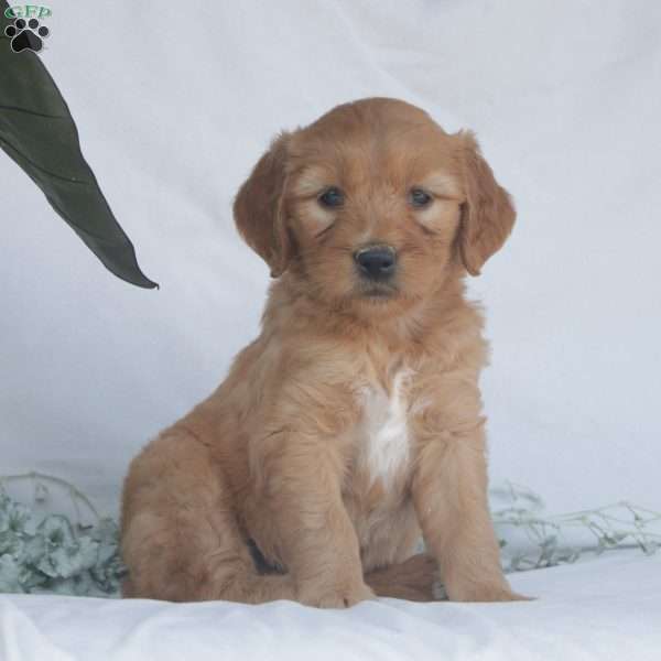 Faye, Goldendoodle Puppy